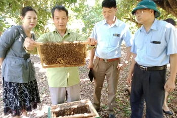 Ong nuôi dưới tán rừng nhãn ở xóm Khe Đù, xã Phúc Thuận, thị xã Phổ Yên (Thái Nguyên).