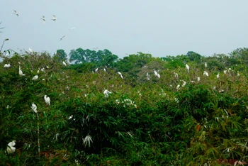 Vườn cò Bằng Lăng - sân chim lớn nhất đồng bằng sông Cửu Long