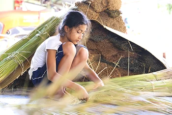 Thị Vi An, mới 11 tuổi nhưng cô bé đã thành thục nghề đan cỏ bàng.