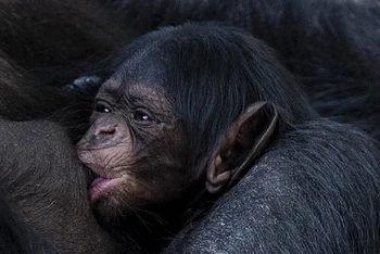 Tinh tinh Tây Phi 43 tuổi sinh con tại vườn thú ở Anh