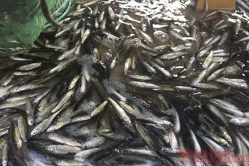 Cá linh non đã xuất hiện ở chợ cá An Giang