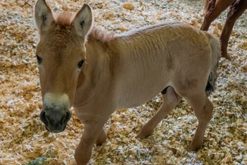 Ngựa con Przewalski được nhân bản tại cơ sở thú y Texas vào ngày 6-8.