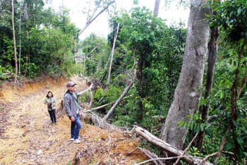 Hiện trường khu vực rừng bị các đối tượng mở đường khai thác trái phép với quy mô lớn, tại vùng giáp ranh hai huyện Sông Hinh và Tây Hòa.