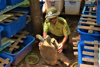 Công an TP Buôn Ma Thuột phát hiện hơn 100 con rùa các loại quý hiếm được nuôi nhốt tại nhà ông Triển.