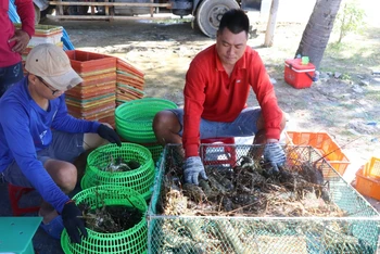 Người nuôi tôm hùm ở Phú Yên vui mừng khi giá tăng trở lại.