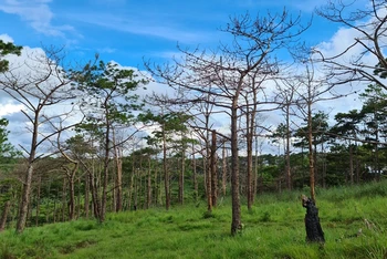 Nhiều diện tích rừng thông phòng hộ được giao cho người dân trái quy định dẫn đến thông bị đầu độc chết đứng, đất rừng bị xâm chiếm.