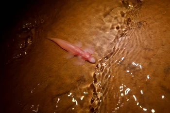 Một con cá thần tiên hang động được các nhà khoa học chụp được trong chuyến du ngoạn hang động ở tây bắc Thái Lan vào năm 2019. Ảnh: Bảo tàng Lịch sử tự nhiên​​​​​​​ Florida.
