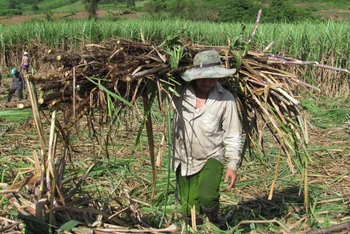 Phú Yên gỡ khó cho ngành mía đường