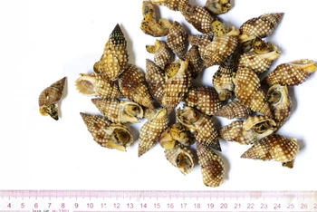 Mẫu vật ốc biển thu thập từ vụ ngộ độc thực phẩm tại Vạn Ninh, Khánh Hòa.