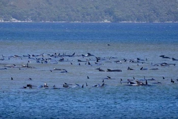 Cá voi phi tiêu bị mắc cạn ở Tasmania, Australia ngày 21-9. Ảnh: Reuters.