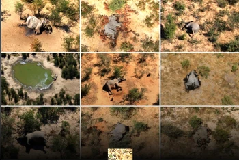 Bức ảnh ghép những con voi đã chết ở Botswana. Ảnh: Reuters.