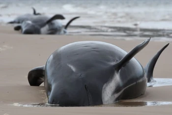 Cá voi mắc cạn ở cảng Macquarie, bang Tasmania, Australia. Ảnh: Getty Images.