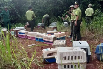 Lực lượng chức năng đưa các cá thể động vật quý hiếm thả về môi trường rừng tự nhiên tại Vườn quốc gia Cát Tiên.