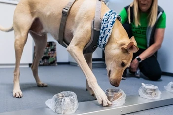 Một chú chó của Wise Nose đang thực hiện nhiệm vụ phát hiện mùi của virus SARS-CoV-2. Ảnh: Finavia.