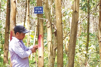 Trồng rừng FSC cho nông dân Quảng Trị thu nhập cao hơn trồng theo cách truyền thống.