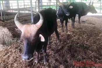 Đàn bò tót lai F1 đang nuôi nhốt tại Trại khảo nghiệm trong quá trình thực hiện dự án  