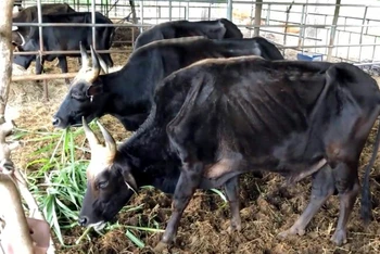 Đàn bò tót lai đã được gặm cỏ tươi sau thời gian nhai rơm khô “cầm hơi” chờ xử lý tài sản sau khi thực hiện nhiệm vụ khoa học và công nghệ.