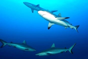 Cá mập rạn san hô xám, được nhìn thấy ở Cộng hòa Fiji, là một trong những loài cá mập hàng đầu được đánh bắt để lấy dầu gan cá. Ảnh: Getty Images.