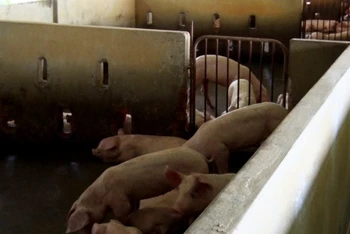 Người dân An Giang đang tái đàn nuôi lợn, sau khi xảy ra dịch tả lợn châu Phi.