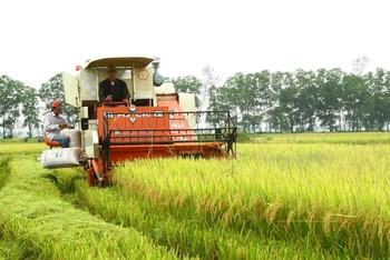 Phát triển nông nghiệp vẫn là bệ đỡ của kinh tế Quảng Trị. 