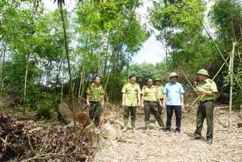 Cơ quan chức năng kiểm tra rừng phòng hộ ở xã Tân Thịnh, huyện Định Hóa bị khai thác trái phép.