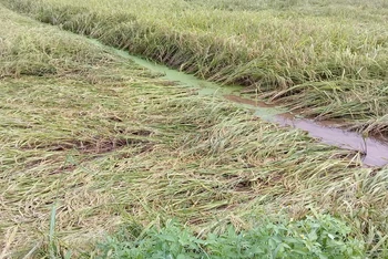 Nhiều diện tích lúa ở xã Thái Hưng (huyện Thái Thụy, tỉnh Thái Bình) bị đổ do ngập úng nặng.