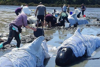 Cá voi chết vì bị mắc cạn ở Coromandel, New Zealand vào ngày 17-10. Ảnh: Reuters.