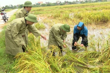 Lãnh đạo huyện Kiến Xương (tỉnh Thái Bình) kiểm tra diện tích lúa chín ngã đổ, do úng ngập cục bộ tại các xã trên địa bàn.