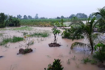 Các vườn trồng cây ăn trái ở Cù Lao Dung bị ngập sâu trong nước.