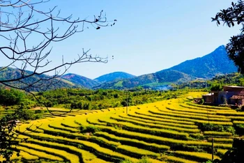 Những ruộng bậc thang lúa chín vàng ở Bình Liêu chính là điểm đến check-in của nhiều du khách và vào ngày 6 và 7-10, lần đầu tiên lễ hội mùa vàng Bình Liêu được tổ chức.