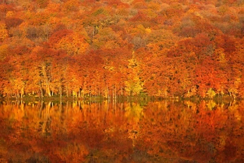 Tuyệt sắc thu ấn tượng ở hồ Tsutnamu trong thời gian ngắn từ cuối tháng 9 đến tháng 10 hàng năm (Ảnh: amori.com)