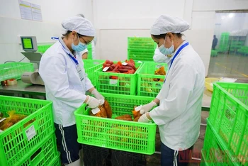 Xuất khẩu rau quả tăng trưởng tốt nhờ EVFTA.
