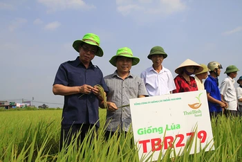 Cán bộ kỹ thuật của Công ty cổ phần Tập đoàn Thái Bình kiểm tra độ sinh trưởng của giống lúa mới TBR279.
