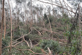  Bão số 9 quét qua khiến người trồng keo ở Quảng Ngãi bị thiệt hại nặng nề. 