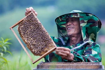 Bác Nguyễn Thượng Hiền, một người cao tuổi, tham gia phát triển kinh tế gia đình qua việc nuôi ong ở huyện Sơn Động, Bắc Giang (Ảnh minh họa: UNFPA Việt Nam/Nguyễn Minh Đức).