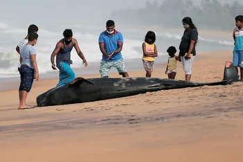 Một con cá voi hao tiêu chết sau khi mắc cạn trên bãi biển ở Panadura, Sri Lanka, ngày 3-11. Ảnh: Reuters.
