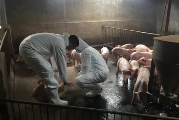 Lực lượng thú y tiến hành thu gom, xử lý lợn ốm, chết do dịch tả lợn châu Phi tại xã Độc Lập, huyện Hưng Hà, Thái Bình 