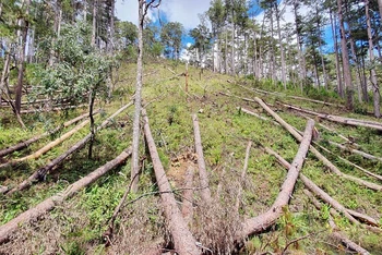 Rừng thông tự nhiên bị tàn phá nằm ngổn ngang giữa rừng.