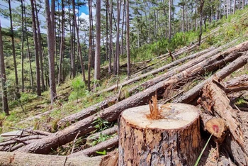 Rừng thông bị tàn phá nằm ngổn ngang giữa rừng