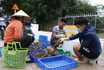 Tôm hùm ở Phú Yên chết hàng loạt, người nuôi thiệt hại lớn