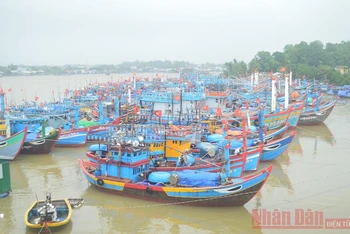 Ngư dân Quảng Ngãi đưa tàu cá vào nơi neo trú an toàn. 