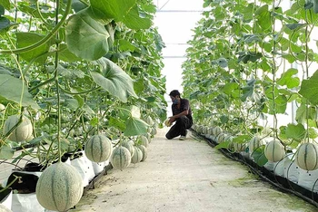 Trồng dưa lưới ứng dụng công nghệ cao tại Hợp tác xã rau hoa củ quả Hòa Vang
