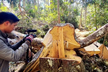 Hiện trường vụ phá rừng trái phép tại tiểu khu 249