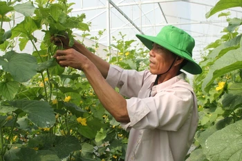 Người dân ở làng NTM ấp 9, xã Lương Tâm tăng thu nhập từ mô hình trồng dưa lưới.