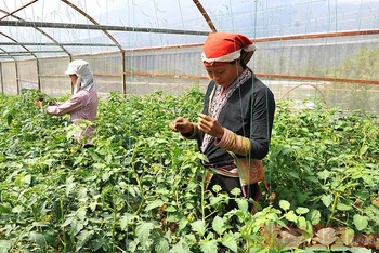 Người dân thị xã Sa Pa (Lào Cai) trồng cà chua trong nhà lưới (Ảnh minh họa: ĐĂNG KHOA).