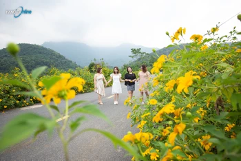 Mùa hoa dã quỳ trên núi Ba Vì thu hút nhiều khách du lịch.