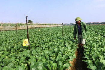 Sản xuất rau an toàn tại huyện Mê Linh, Hà Nội.