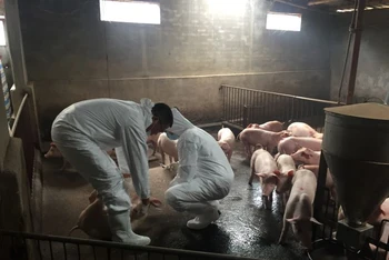 Xã Việt Hùng (huyện Vũ Thư, tỉnh Thái Bình) đã phải tiêu hủy hơn 13 tấn lợn chỉ trong một thời gian ngắn do dịch tả lợn châu Phi bùng phát