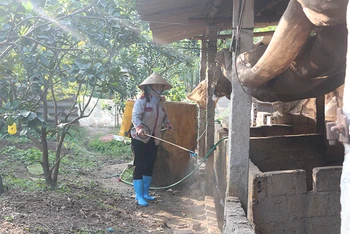 Người dân phương Duy Hải, xã Duy Tiên phun thuốc khử trùng các hố tiêu hủy bò bị viêm da nổi cục và phương tiện ra vào địa phương.