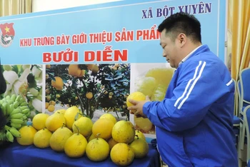 Trưng bày sản phẩm bưởi Diễn xã Bột Xuyên, huyện Mỹ Đức, Hà Nội.